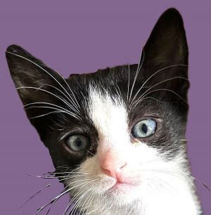 Paige, Baby Female Domestic Short Hair