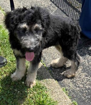 Supernatural Pups - Crowley, Baby Male Standard Poodle