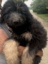 Supernatural Pups - Crowley photo 2