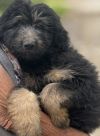 Supernatural Pups - Crowley photo 3