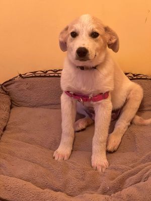 Elsa, Baby Female Great Pyrenees