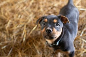 Zuma Patrol, Baby Male Rottweiler