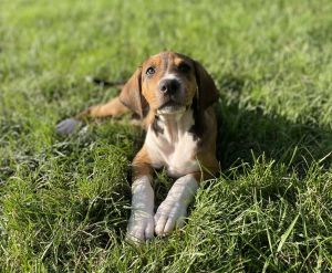 Cheesy pups-Brie
