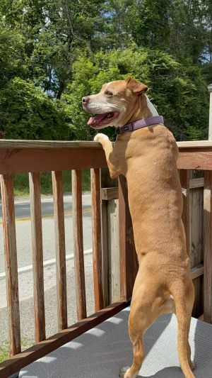 Princess, Senior Female Pit Bull Terrier