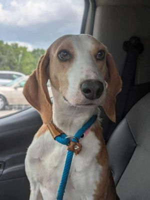 Daisy