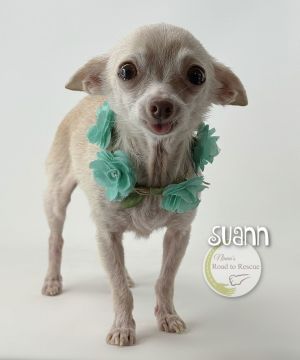 Suann (NOT YET AVAILABLE), Adult Female Chihuahua