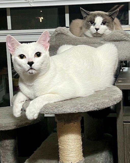 Gidget and Ash, an adoptable Siamese, Snowshoe in Panama City Beach, FL, 32413 | Photo Image 2