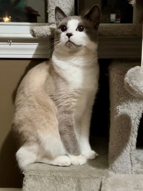 Gidget and Ash, an adoptable Siamese, Snowshoe in Panama City Beach, FL, 32413 | Photo Image 4