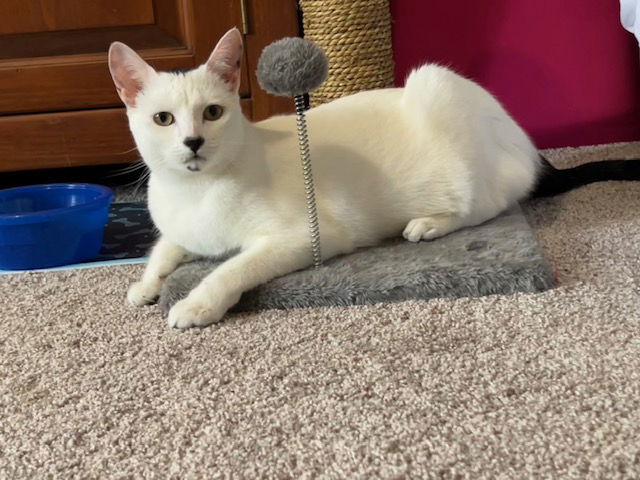 Gidget and Ash, an adoptable Siamese, Snowshoe in Panama City Beach, FL, 32413 | Photo Image 5