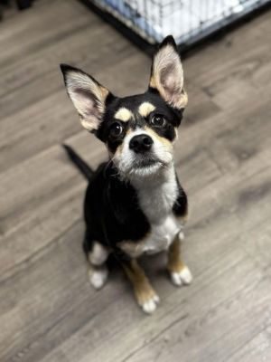 Farrah #2, Baby Female Australian Cattle Dog / Blue Heeler