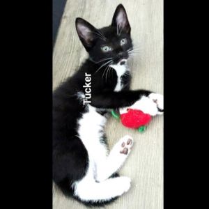 Tucker, Young Male Domestic Short Hair