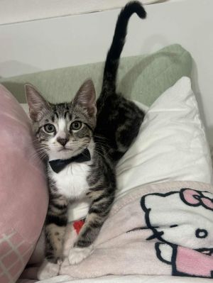 Achu, Baby Male Domestic Short Hair