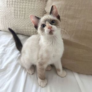Roo, Baby Female Domestic Short Hair