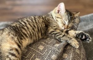 Willow Tabby Cat