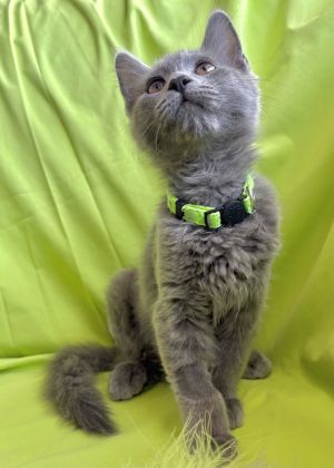 Boden Domestic Short Hair Cat
