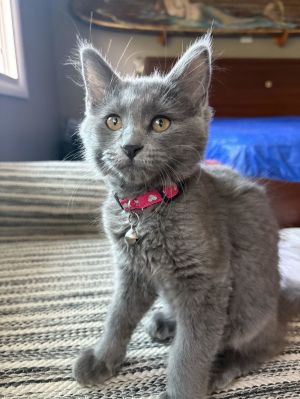 Roki Domestic Short Hair Cat