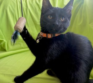 Harper Bombay Cat