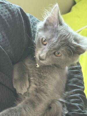 Remington Domestic Short Hair Cat