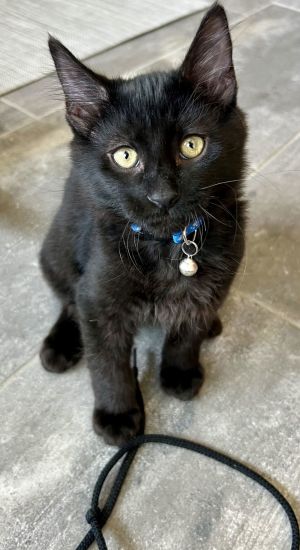Jet Domestic Short Hair Cat