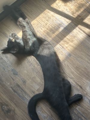 Sable Kitten Bombay Cat