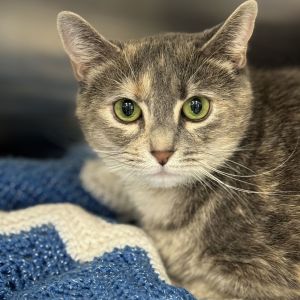 Nya, Adult Female unknown