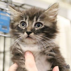 Randy, Baby Male Domestic Medium Hair