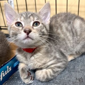 Jessica, Baby Female Domestic Short Hair