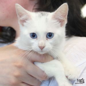 Katey, Baby Female Domestic Short Hair