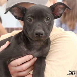 Princess Ebony, Baby Female Labrador Retriever
