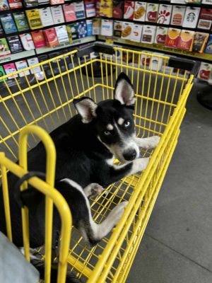 Prince William, Young Male Siberian Husky