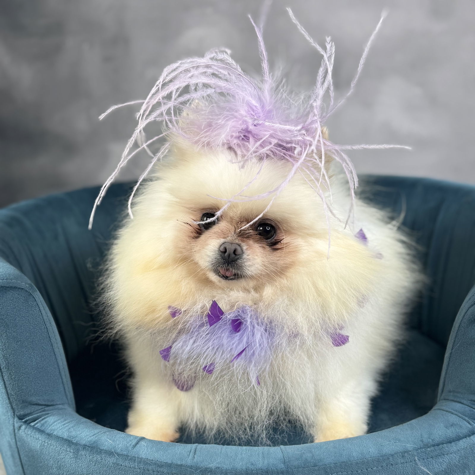 TuTu