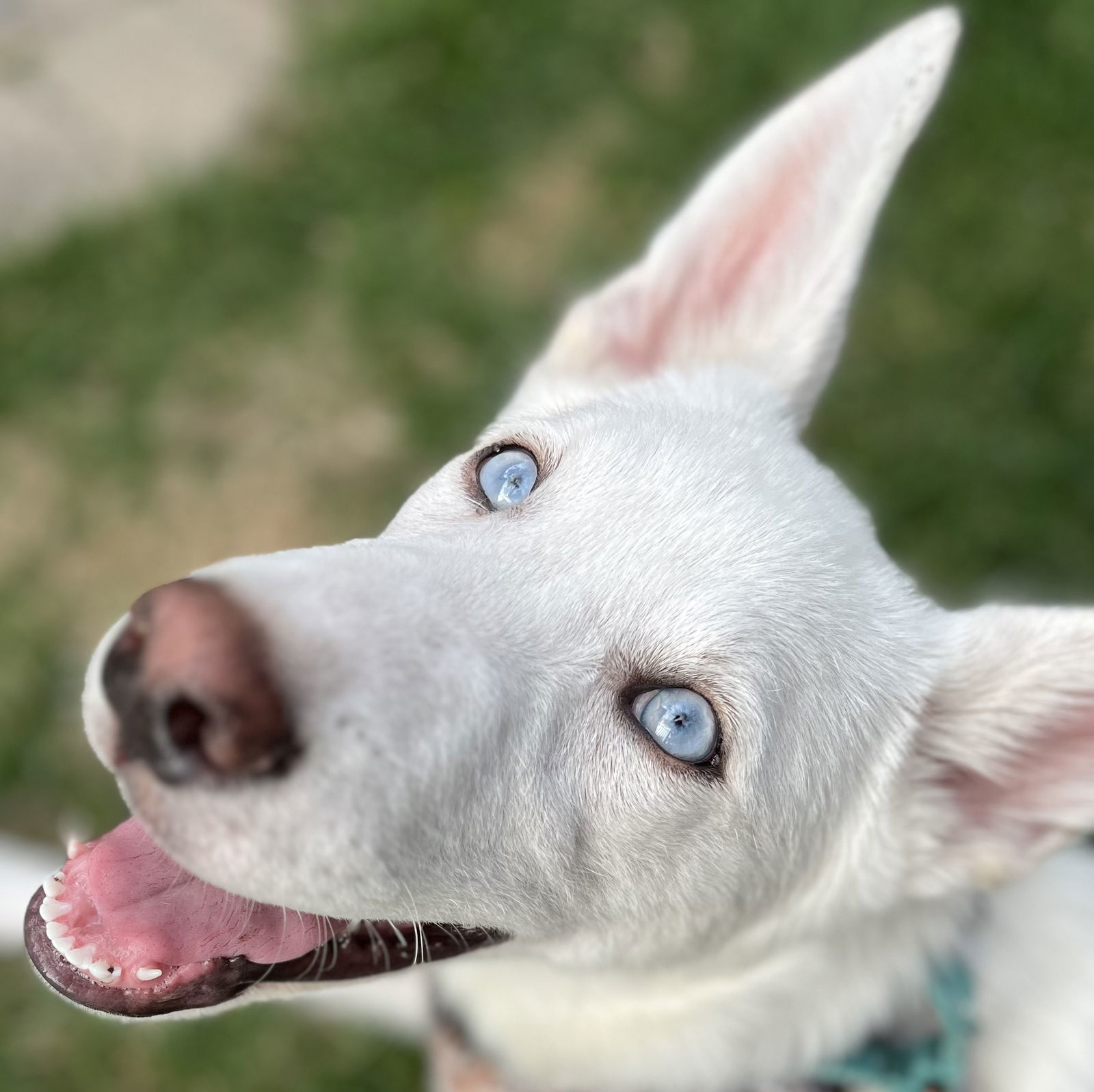SAFFRON, an adoptable Husky, Yellow Labrador Retriever in Minesing, ON, L9X 0C2 | Photo Image 1