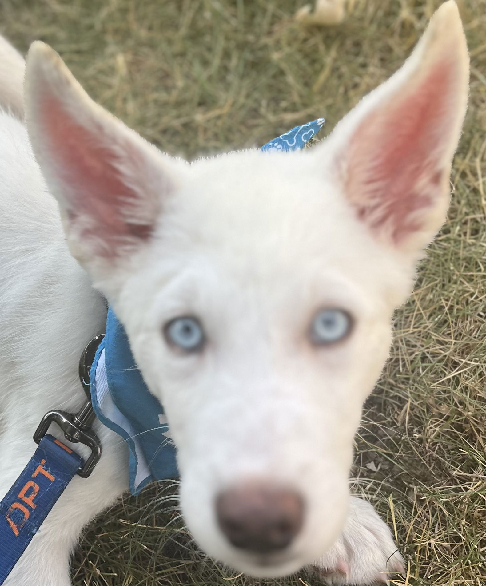 SAFFRON, an adoptable Husky, Yellow Labrador Retriever in Minesing, ON, L9X 0C2 | Photo Image 2