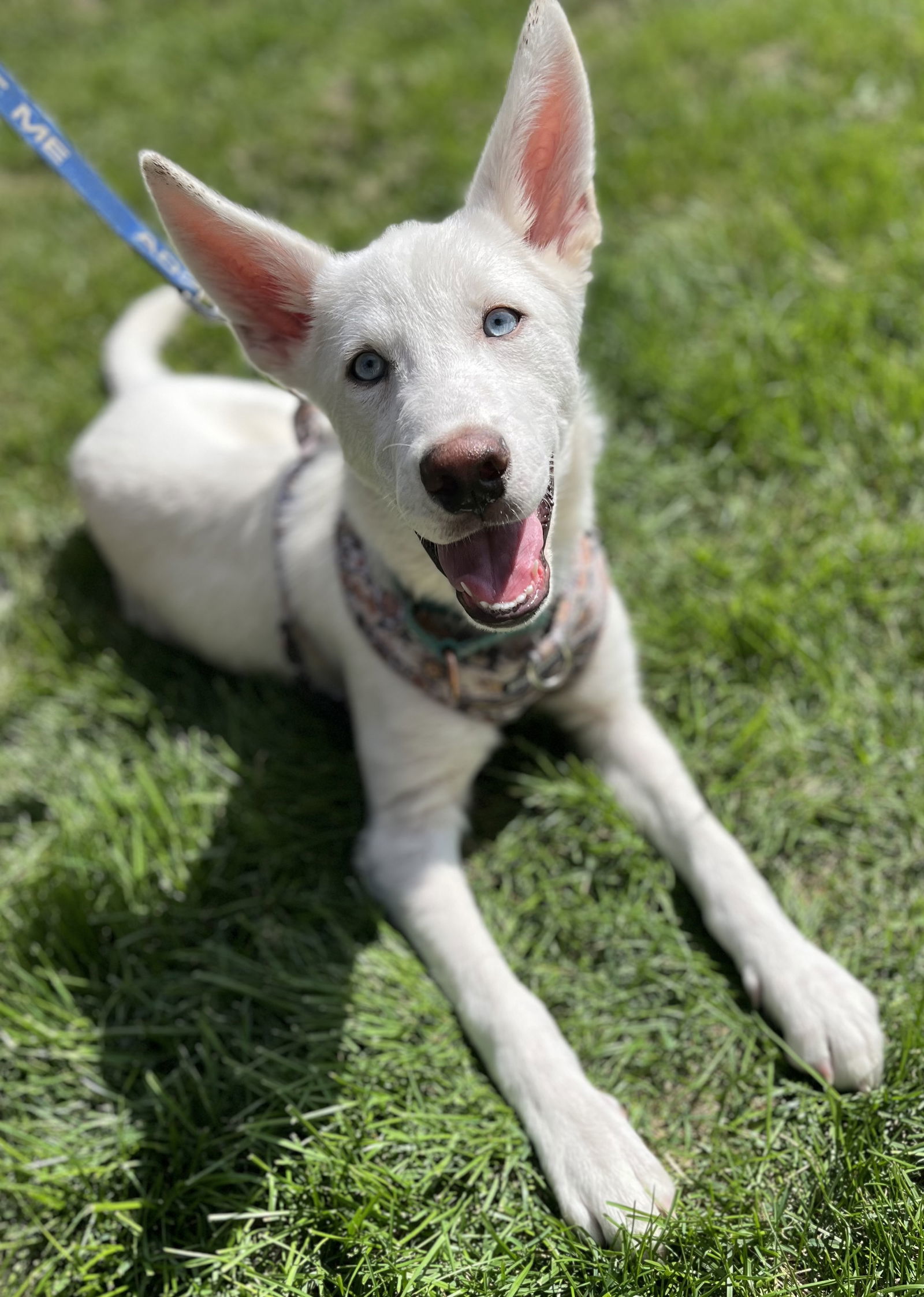 SAFFRON, an adoptable Husky, Yellow Labrador Retriever in Minesing, ON, L9X 0C2 | Photo Image 3