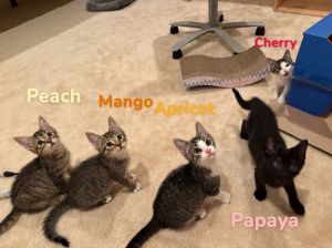 Cherry, Baby Female Domestic Short Hair
