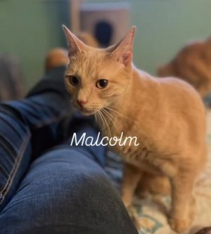 Cake Batter aka Malcolm, Adult Male Domestic Short Hair