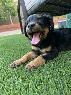 Benny