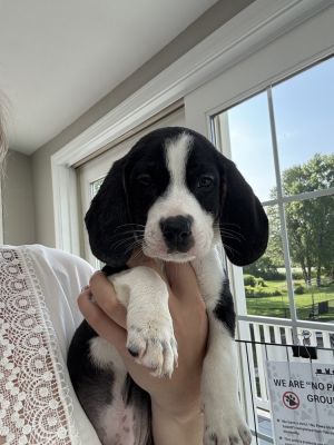 Snoopy