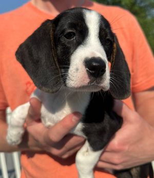 Snoopy, Baby Male Beagle