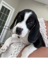 Snoopy photo 2
