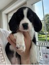 Snoopy photo 3