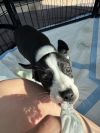 Snoopy photo 5