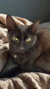 Chleopatra photo 1