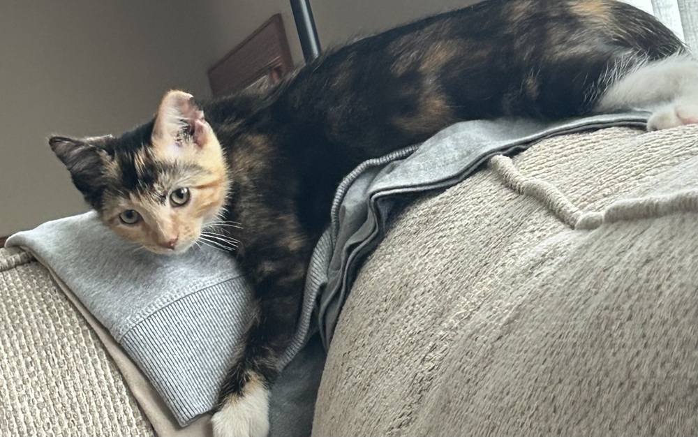 AC Mae