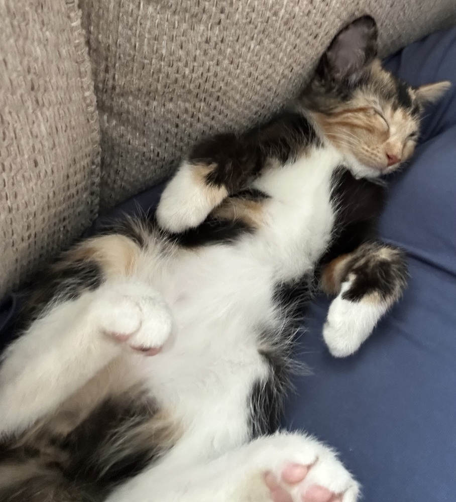 AC Mae