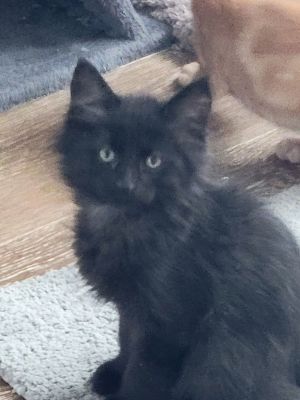 Twizzler, Baby Male Domestic Long Hair