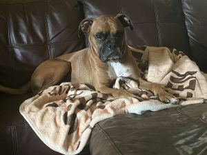 Linford, Senior Male Boxer