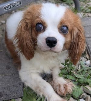 Frankie, Adult Female Cavalier King Charles Spaniel