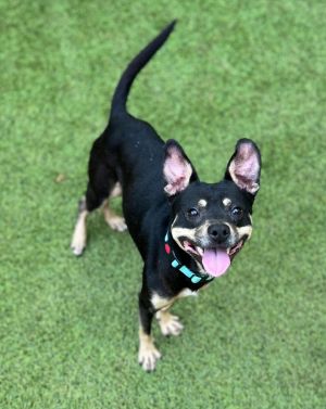 Calvin Mixed Breed Dog