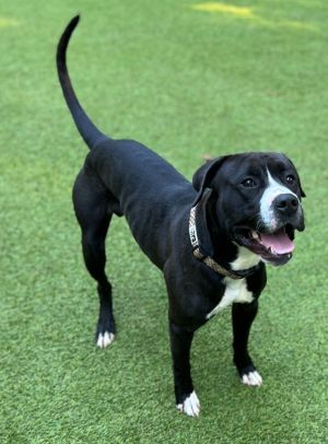 Chap Pit Bull Terrier Dog